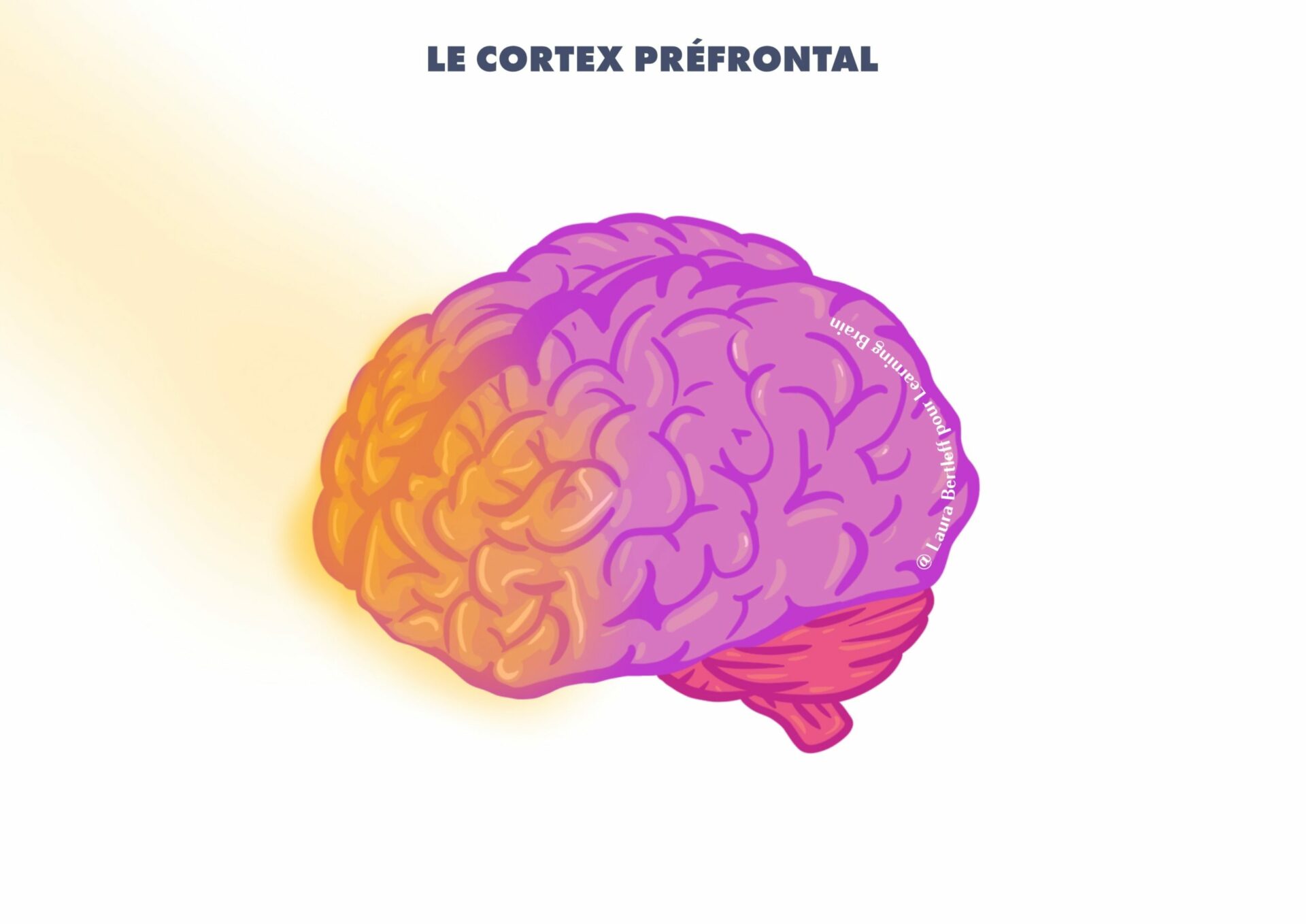 Cortex préfrontal LB milieu