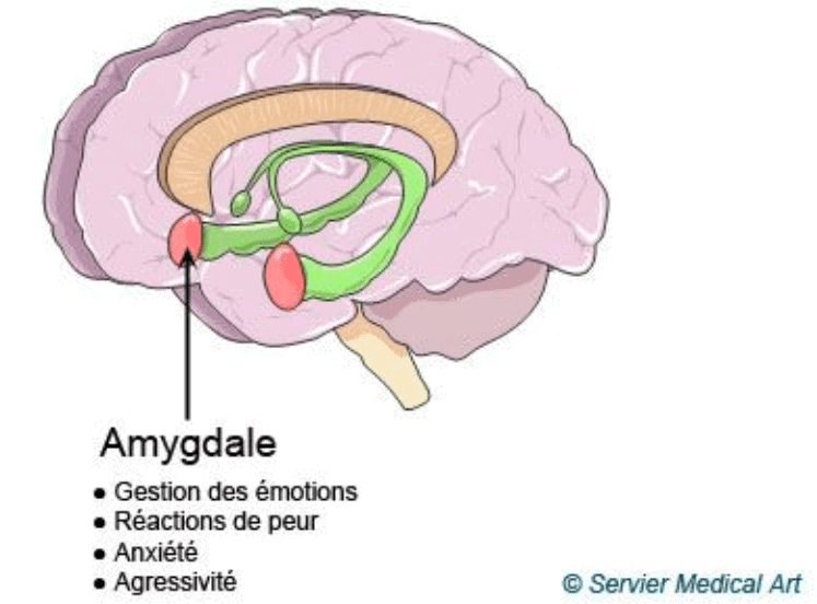 Le test du Marshmallow de Walter Mischel Learning Brain